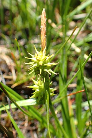 Carex flava \ Groe Gelb-Segge / Large Yellow-Sedge, A Tauplitz-Alm 8.7.2020