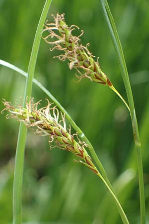 Carex ferruginea \ Rost-Segge / Rusty Sedge, A Pusterwald, Eiskar 29.6.2021