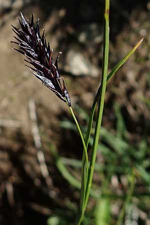 Carex frigida \ Eis-Segge, A Wölzer Tauern, Kleiner Zinken 24.7.2021