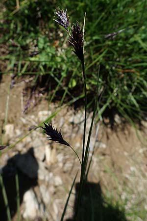 Carex frigida \ Eis-Segge, A Wölzer Tauern, Kleiner Zinken 24.7.2021