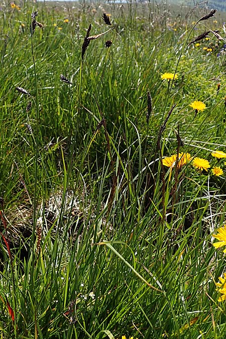 Carex frigida \ Eis-Segge, A Wölzer Tauern, Kleiner Zinken 24.7.2021