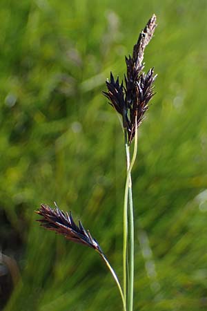 Carex frigida \ Eis-Segge, A Wölzer Tauern, Kleiner Zinken 24.7.2021