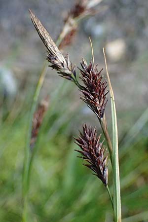 Carex frigida \ Eis-Segge, A Pusterwald 29.7.2021