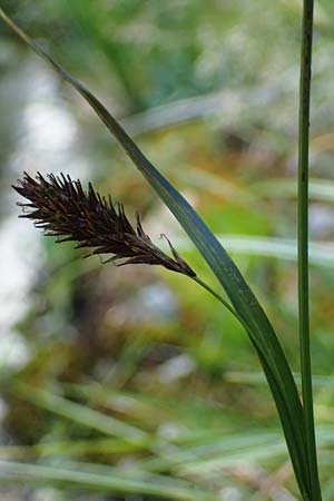 Carex frigida \ Eis-Segge, A Pusterwald 29.7.2021