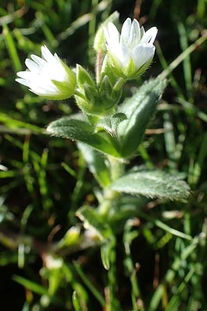 Cerastium fontanum \ Quell-Hornkraut / Common Mouse-Ear, A Kärnten/Carinthia, Koralpe 1.7.2022