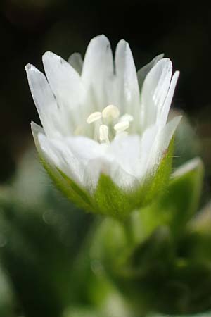 Cerastium fontanum \ Quell-Hornkraut / Common Mouse-Ear, A Kärnten/Carinthia, Koralpe 1.7.2022