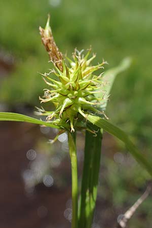 Carex flava \ Groe Gelb-Segge / Large Yellow-Sedge, A Kärnten/Carinthia, Koralpe 1.7.2022