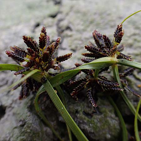 Cyperus fuscus \ Braunes Zypergras / Brown Flatsedge, A St. Andrä 27.9.2022