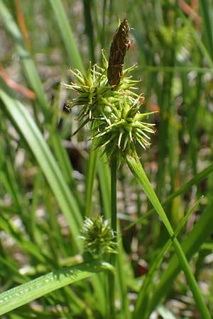 Carex flava \ Groe Gelb-Segge / Large Yellow-Sedge, A Kärnten/Carinthia, Koralpe 4.7.2023