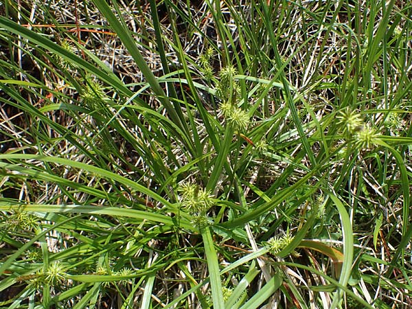 Carex flava \ Groe Gelb-Segge / Large Yellow-Sedge, A Kärnten/Carinthia, Koralpe 4.7.2023