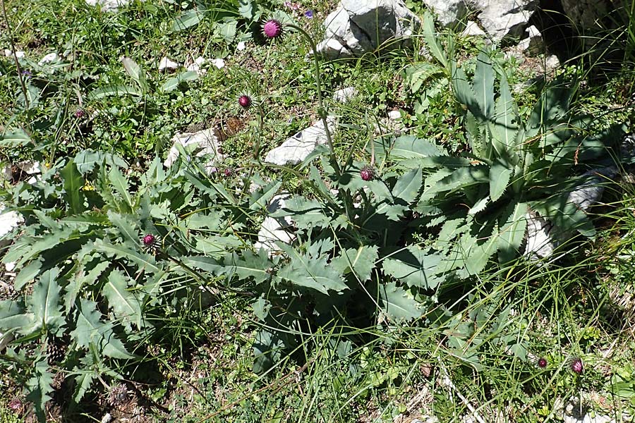 Carduus defloratus subsp. glaucus \ Blaugrne Alpen-Distel, Blaugrne Dickblatt-Ringdistel / Bluegreen Alpine Thistle, A Kärnten/Carinthia, Petzen 8.8.2016