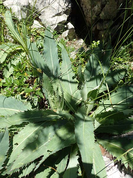 Carduus defloratus subsp. glaucus \ Blaugrne Alpen-Distel, Blaugrne Dickblatt-Ringdistel / Bluegreen Alpine Thistle, A Kärnten/Carinthia, Petzen 8.8.2016