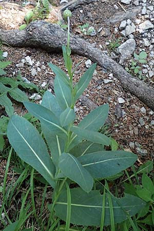 Carduus defloratus subsp. glaucus \ Blaugrne Alpen-Distel, Blaugrne Dickblatt-Ringdistel / Bluegreen Alpine Thistle, A Steiermark, Pernegg-Mixnitz 4.7.2019