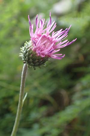 Carduus defloratus subsp. glaucus \ Blaugrne Alpen-Distel, Blaugrne Dickblatt-Ringdistel / Bluegreen Alpine Thistle, A Steiermark, Pernegg-Mixnitz 4.7.2019