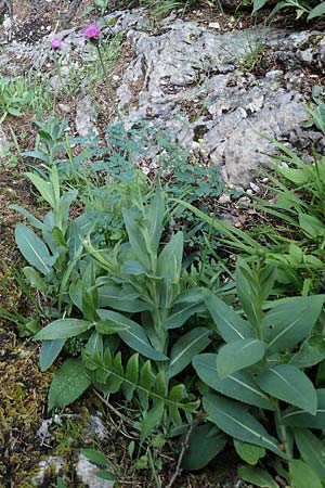 Carduus defloratus subsp. glaucus \ Blaugrne Alpen-Distel, Blaugrne Dickblatt-Ringdistel / Bluegreen Alpine Thistle, A Steiermark, Pernegg-Mixnitz 4.7.2019