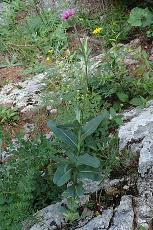 Carduus defloratus subsp. glaucus \ Blaugrne Alpen-Distel, Blaugrne Dickblatt-Ringdistel / Bluegreen Alpine Thistle, A Steiermark, Pernegg-Mixnitz 4.7.2019