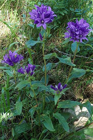 Campanula glomerata \ Knuel-Glockenblume / Clustered Bellflower, A Eisenerzer Reichenstein 28.7.2021