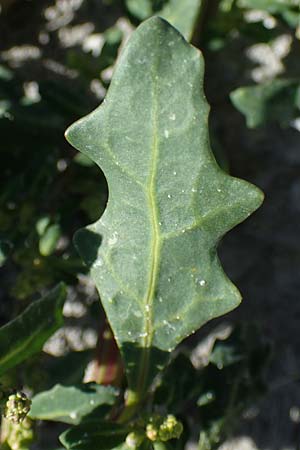 Chenopodium glaucum \ Blaugrner Gnsefu / Oak-Leaved Goosefoot, Glaucous Goosefoot, A Seewinkel, Apetlon 23.9.2022