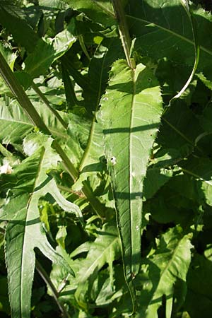 Cirsium heterophyllum / Melancholy Thistle, A Malta - Valley 19.7.2010