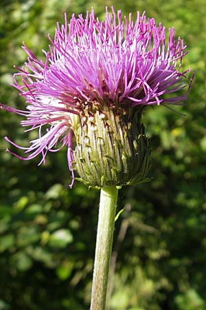 Cirsium heterophyllum \ Verschiedenblttrige Kratzdistel, Alant-Distel / Melancholy Thistle, A Malta - Tal / Valley 19.7.2010