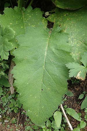 Cirsium waldsteinii \ Waldsteins Kratzdistel, Armkpfige Kratzdistel / Waldstein's Thistle, A Kärnten/Carinthia, Koralpe 9.8.2016