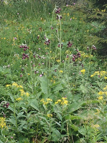 Cirsium waldsteinii \ Waldsteins Kratzdistel, Armkpfige Kratzdistel / Waldstein's Thistle, A Kärnten/Carinthia, Koralpe 9.8.2016