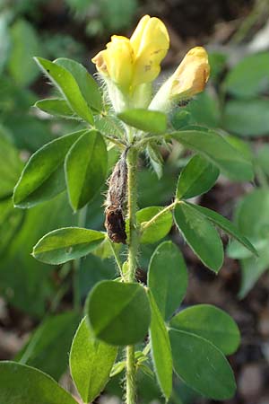 Cytisus supinus \ Niedriger Zwergginster, Kopf-Geiklee / Clustered Broom, A Steiermark, Pernegg-Mixnitz 4.7.2019