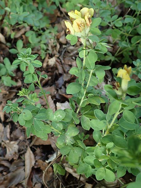 Cytisus supinus \ Niedriger Zwergginster, Kopf-Geiklee, A Steiermark, Pernegg-Mixnitz 4.7.2019