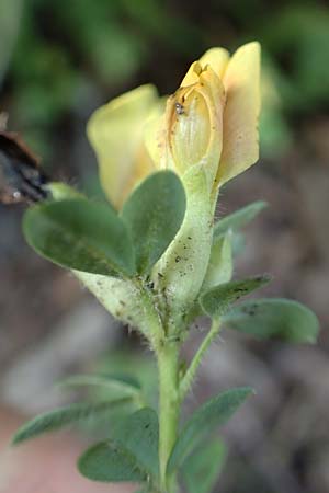 Cytisus supinus \ Niedriger Zwergginster, Kopf-Geiklee, A Steiermark, Pernegg-Mixnitz 4.7.2019