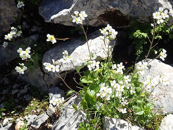 Arabidopsis halleri \ Hallers Schaumkresse / Haller's Rock-Cress, A Traweng 8.7.2020