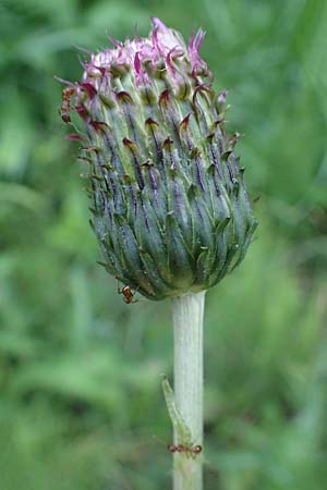 Cirsium heterophyllum / Melancholy Thistle, A Gaal 27.6.2021