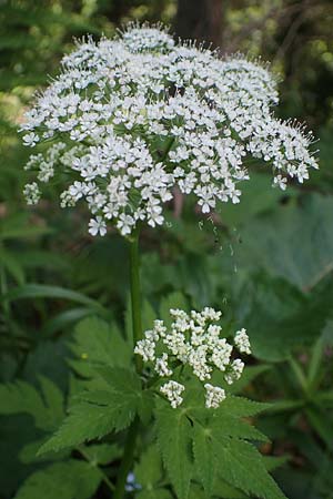 Chaerophyllum hirsutum / Hairy Chervil, A Pusterwald 29.6.2021