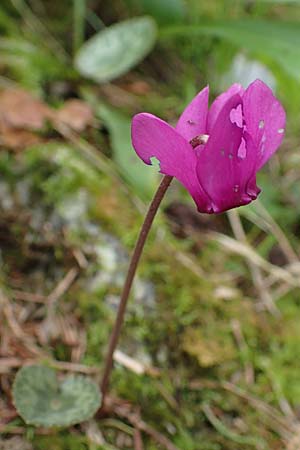 Cyclamen purpurascens \ Europisches Alpenveilchen, A Windischgarsten 30.7.2021