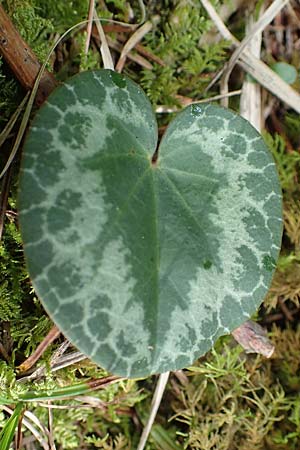 Cyclamen purpurascens \ Europisches Alpenveilchen, A Windischgarsten 30.7.2021