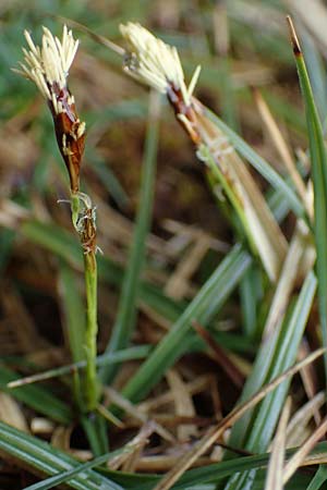 Carex humilis \ Erd-Segge, Niedrige Segge, A Türnitz 6.5.2022