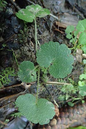 Chrysosplenium alternifolium \ Wechselblttriges Milzkraut, Gold-Milzkraut / Alternate-Leaved Golden-Saxifrage, A Deutschlandsberger Klause 30.6.2022