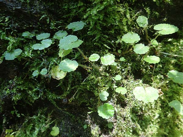 Chrysosplenium alternifolium / Alternate-Leaved Golden-Saxifrage, A Deutschlandsberger Klause 30.6.2022