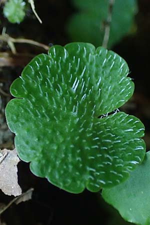 Chrysosplenium alternifolium \ Wechselblttriges Milzkraut, Gold-Milzkraut / Alternate-Leaved Golden-Saxifrage, A Deutschlandsberger Klause 30.6.2022