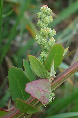 Chenopodium strictum \ Streifen-Gnsefu / Striped Goosefoot, Lateflowering Goosefoot, A Seewinkel, Illmitz 26.9.2022