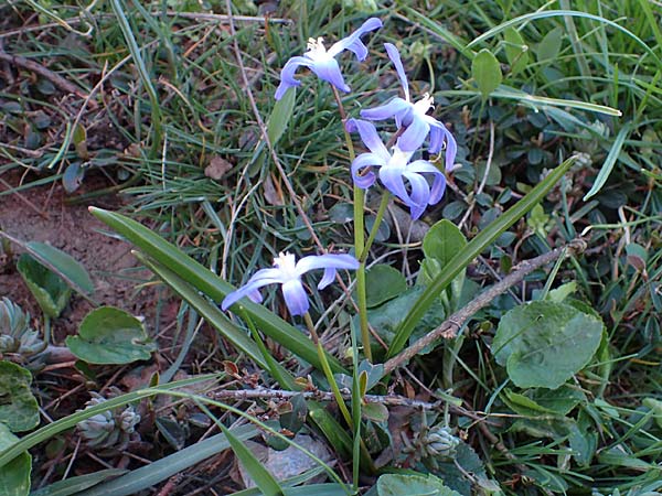 Scilla luciliae x siehei \ Hybrid-Sternhyazinthe / Hybrid Squill, A Hainburg 3.4.2023