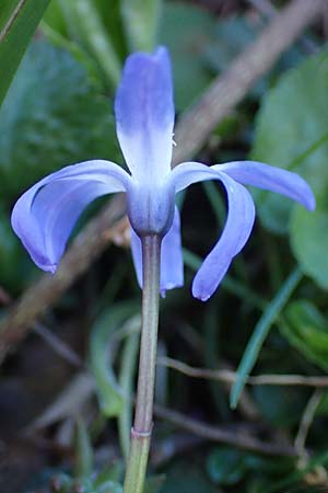 Scilla luciliae x siehei \ Hybrid-Sternhyazinthe / Hybrid Squill, A Hainburg 3.4.2023