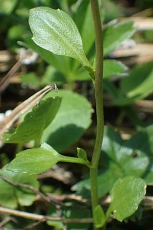 Arabidopsis halleri \ Hallers Schaumkresse / Haller's Rock-Cress, A Kärnten/Carinthia, Koralpe 5.7.2023