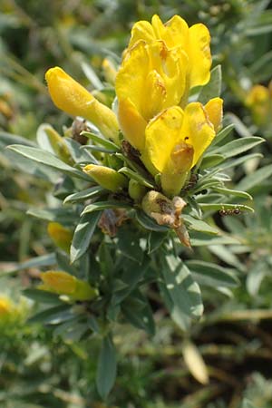 Cytisus austriacus \ sterreichischer Zwerg-Geiklee, A Wien 10.7.2023