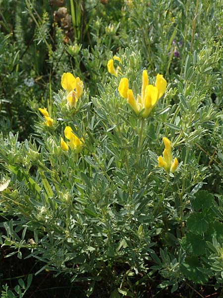 Cytisus austriacus \ sterreichischer Zwerg-Geiklee, A Wien 10.7.2023