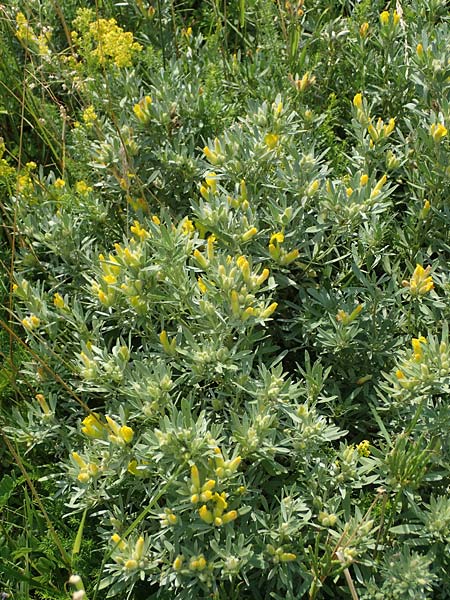 Cytisus austriacus \ sterreichischer Zwerg-Geiklee / Austrian Broom, A Wien 10.7.2023