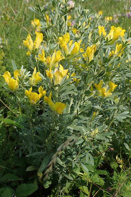 Cytisus austriacus \ sterreichischer Zwerg-Geiklee / Austrian Broom, A Wien 10.7.2023