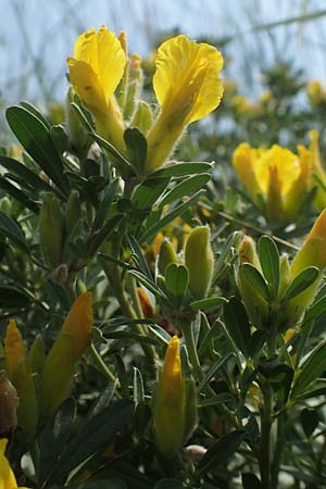 Cytisus austriacus \ sterreichischer Zwerg-Geiklee / Austrian Broom, A Wien 10.7.2023