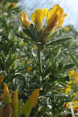 Cytisus austriacus \ sterreichischer Zwerg-Geiklee / Austrian Broom, A Wien 10.7.2023