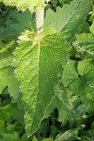 Cirsium carniolicum / Carniolan Thistle, A Carinthia, Hochobir 1.7.2010