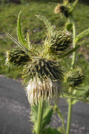 Cirsium carniolicum / Carniolan Thistle, A Carinthia, Hochobir 1.7.2010